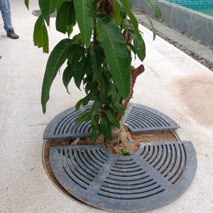 Ghi bảo vệ gốc cây giảm thiểu tình trạng lật gốc