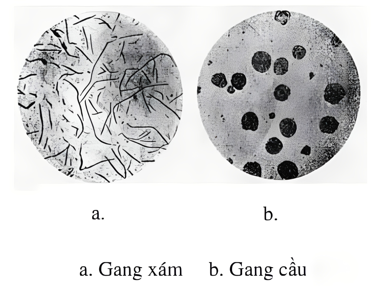 gang cau